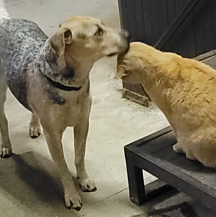 Hey Pandas, Post Pictures Proving Cats And Dogs Can Be Best Friends (Closed)