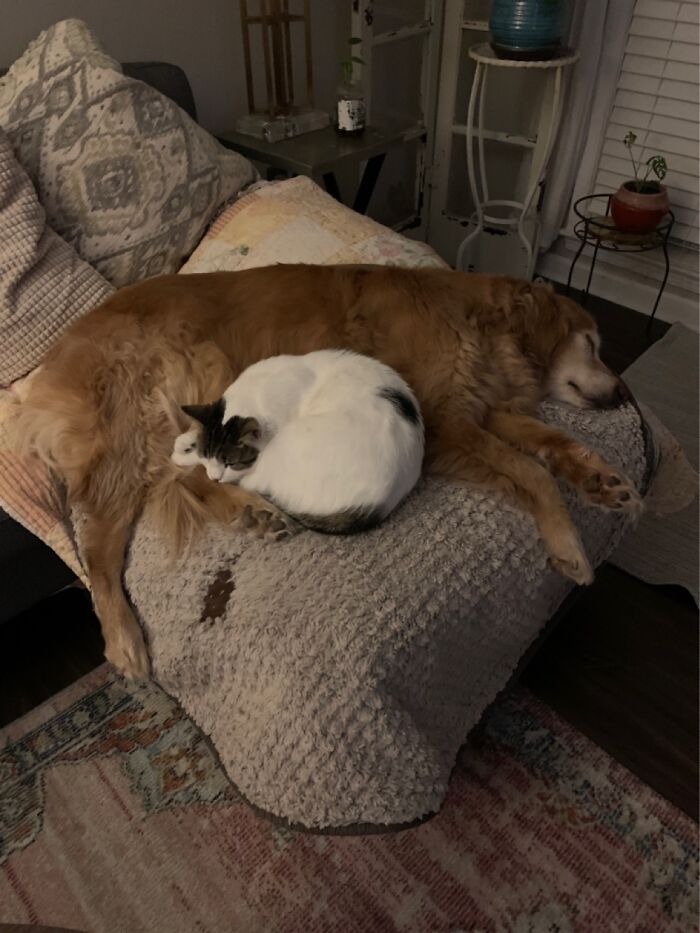 Hey Pandas, Post Pictures Proving Cats And Dogs Can Be Best Friends (Closed)