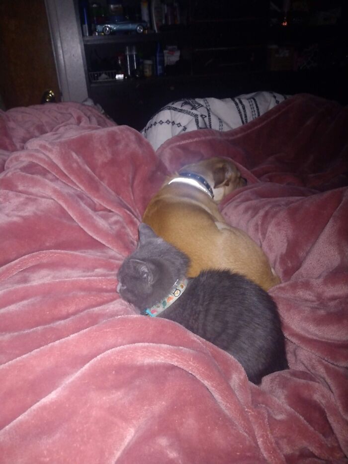 Hey Pandas, Post Pictures Proving Cats And Dogs Can Be Best Friends (Closed)