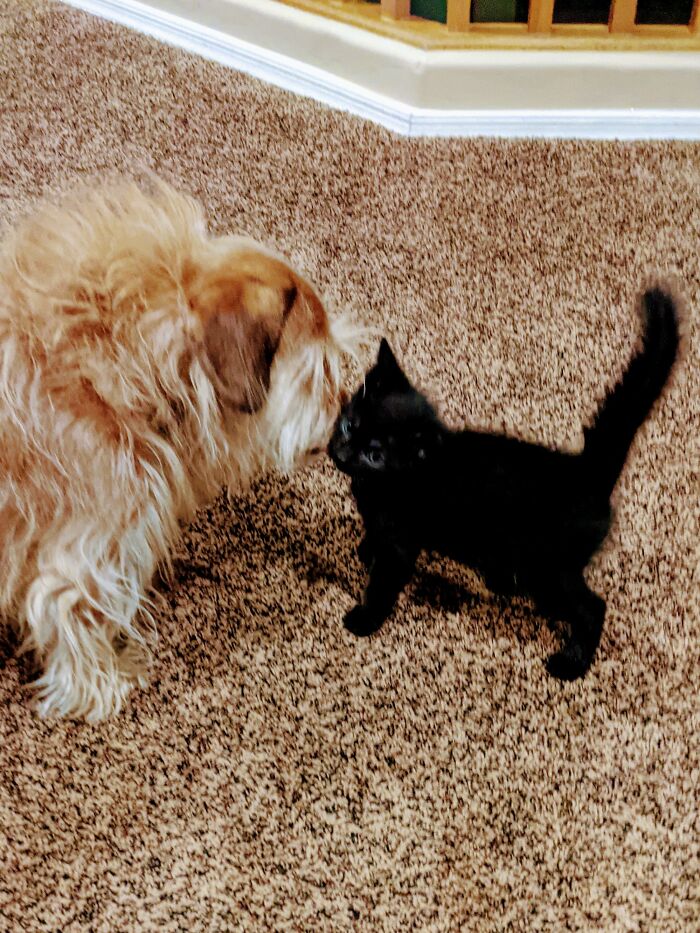 Hey Pandas, Post Pictures Proving Cats And Dogs Can Be Best Friends (Closed)
