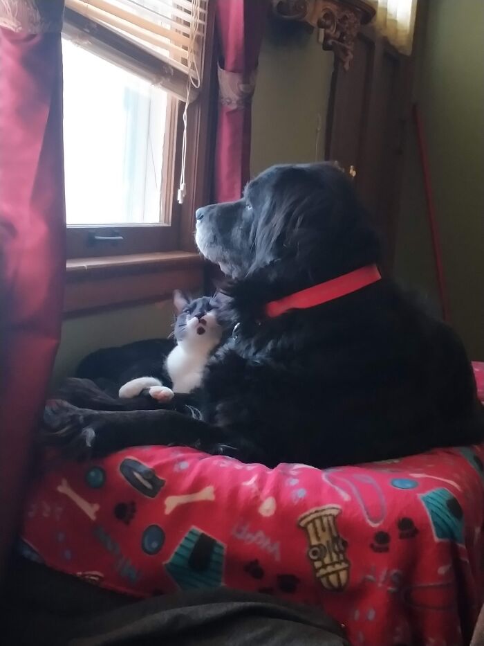 Hey Pandas, Post Pictures Proving Cats And Dogs Can Be Best Friends (Closed)