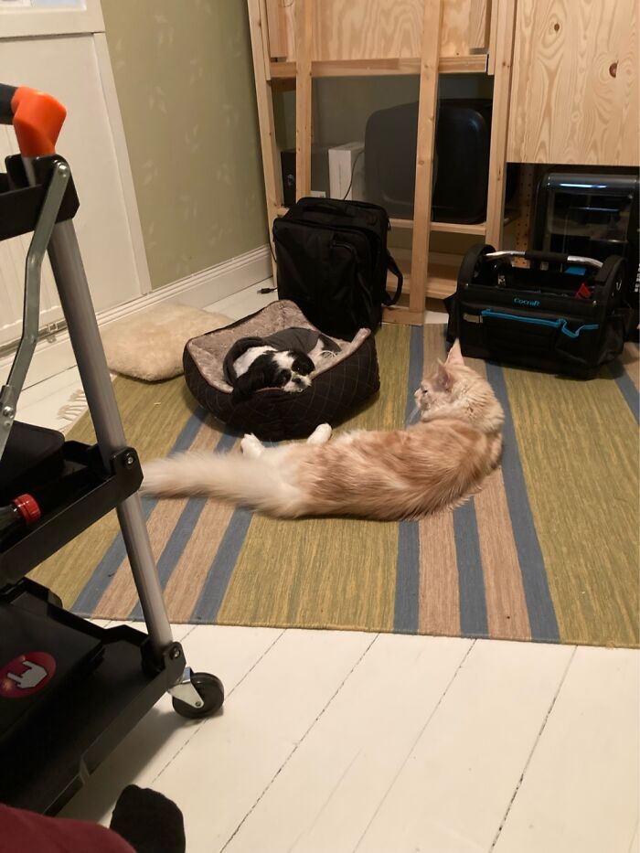 Hey Pandas, Post Pictures Proving Cats And Dogs Can Be Best Friends (Closed)
