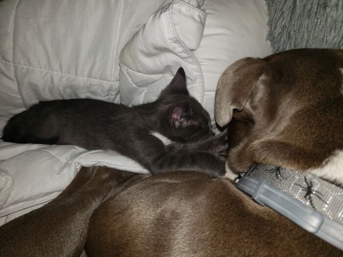 Hey Pandas, Post Pictures Proving Cats And Dogs Can Be Best Friends (Closed)
