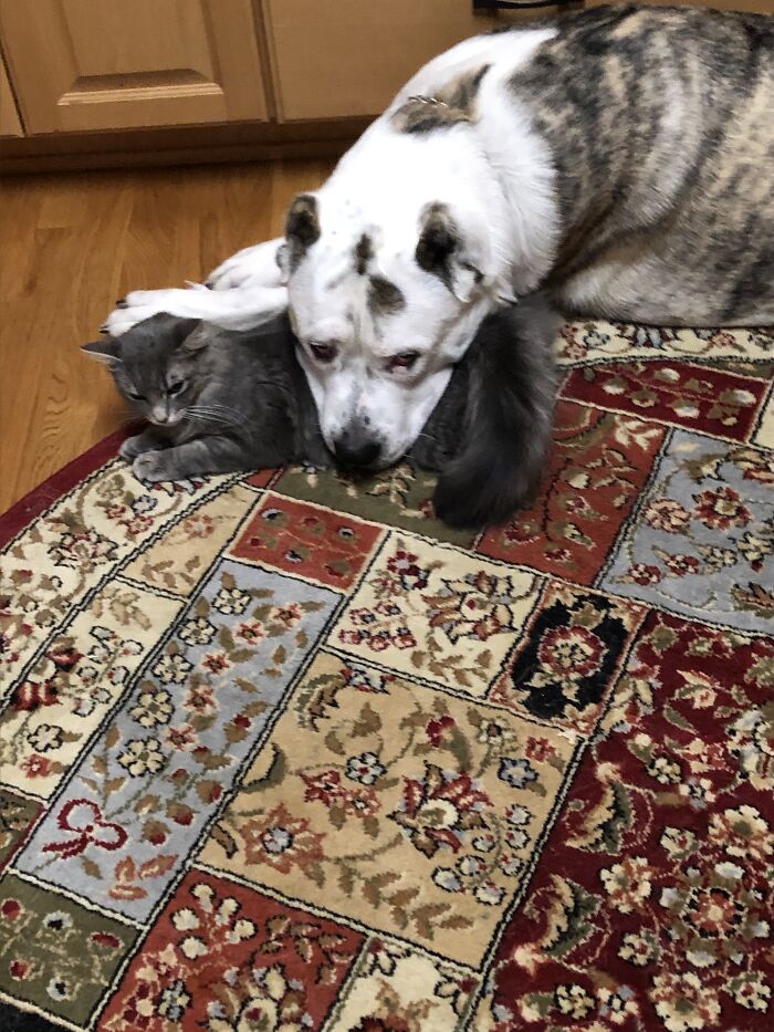 Hey Pandas, Post Pictures Proving Cats And Dogs Can Be Best Friends (Closed)