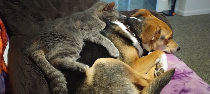 Hey Pandas, Post Pictures Proving Cats And Dogs Can Be Best Friends (Closed)