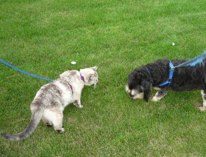 Hey Pandas, Post Pictures Proving Cats And Dogs Can Be Best Friends (Closed)