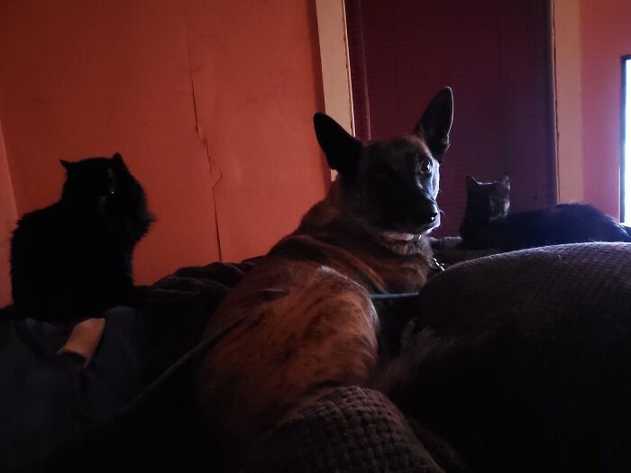 Hey Pandas, Post Pictures Proving Cats And Dogs Can Be Best Friends (Closed)