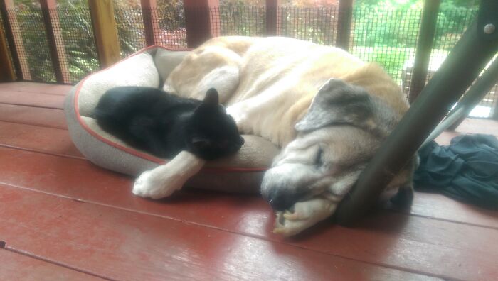 Hey Pandas, Post Pictures Proving Cats And Dogs Can Be Best Friends (Closed)