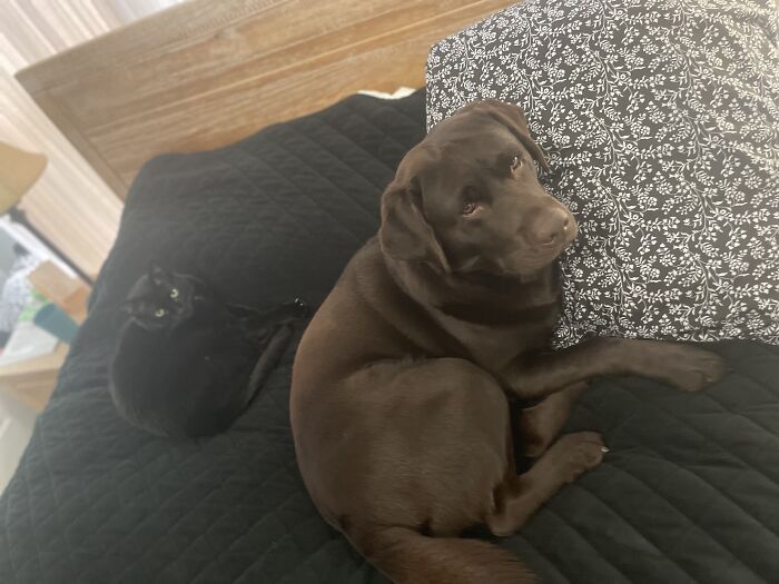Hey Pandas, Post Pictures Proving Cats And Dogs Can Be Best Friends (Closed)