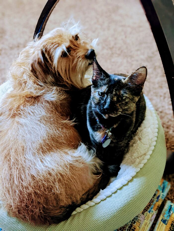Hey Pandas, Post Pictures Proving Cats And Dogs Can Be Best Friends (Closed)