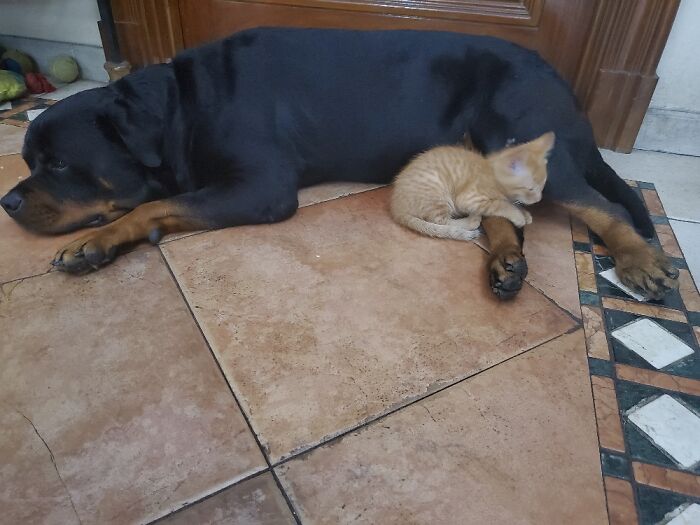 Hey Pandas, Post Pictures Proving Cats And Dogs Can Be Best Friends (Closed)