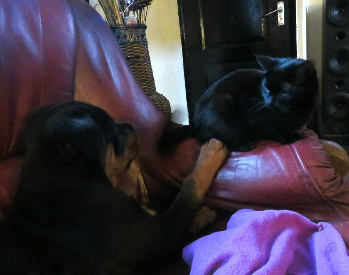 Hey Pandas, Post Pictures Proving Cats And Dogs Can Be Best Friends (Closed)