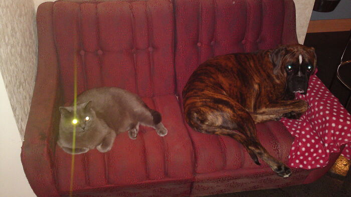 Hey Pandas, Post Pictures Proving Cats And Dogs Can Be Best Friends (Closed)
