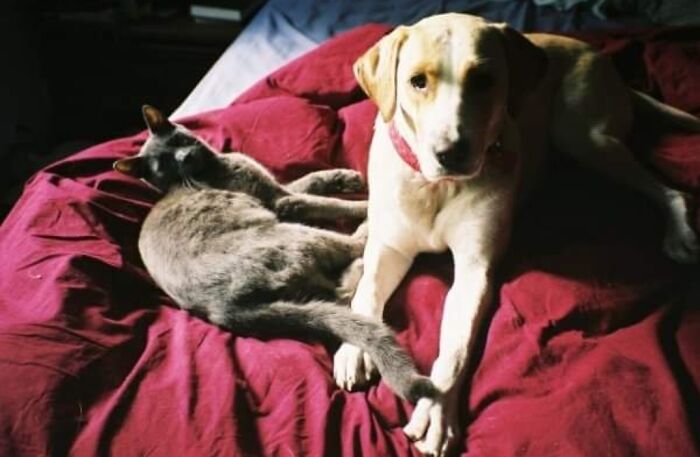 Hey Pandas, Post Pictures Proving Cats And Dogs Can Be Best Friends (Closed)