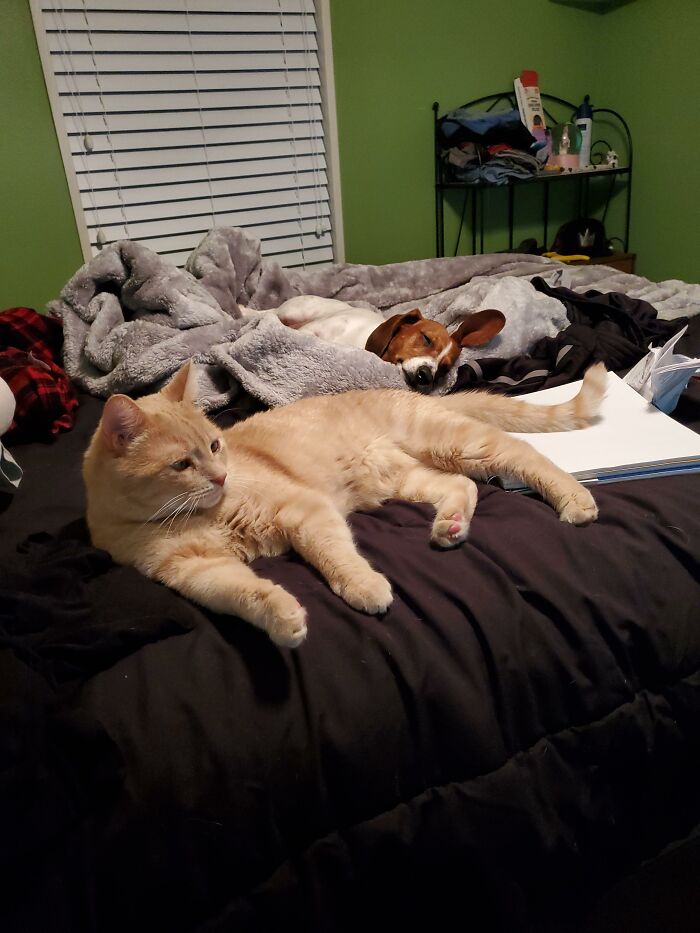 Hey Pandas, Post Pictures Proving Cats And Dogs Can Be Best Friends (Closed)