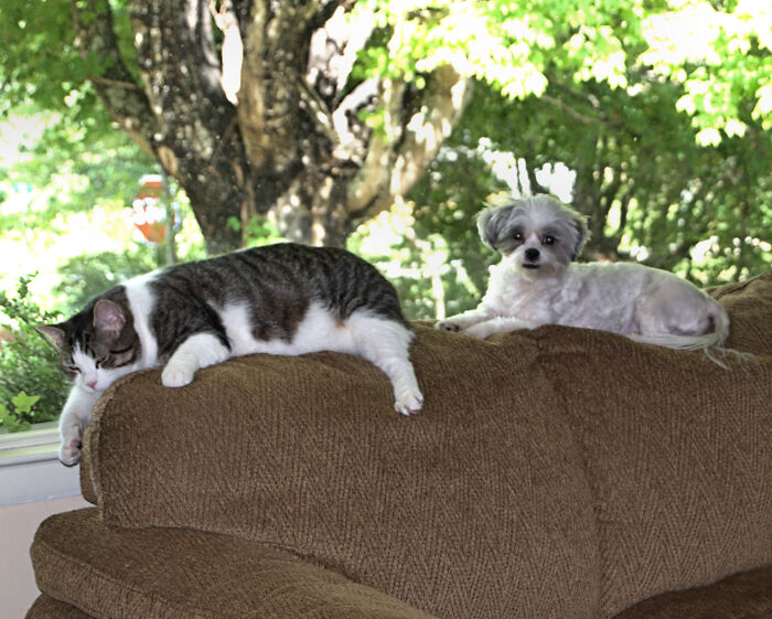 Hey Pandas, Post Pictures Proving Cats And Dogs Can Be Best Friends (Closed)