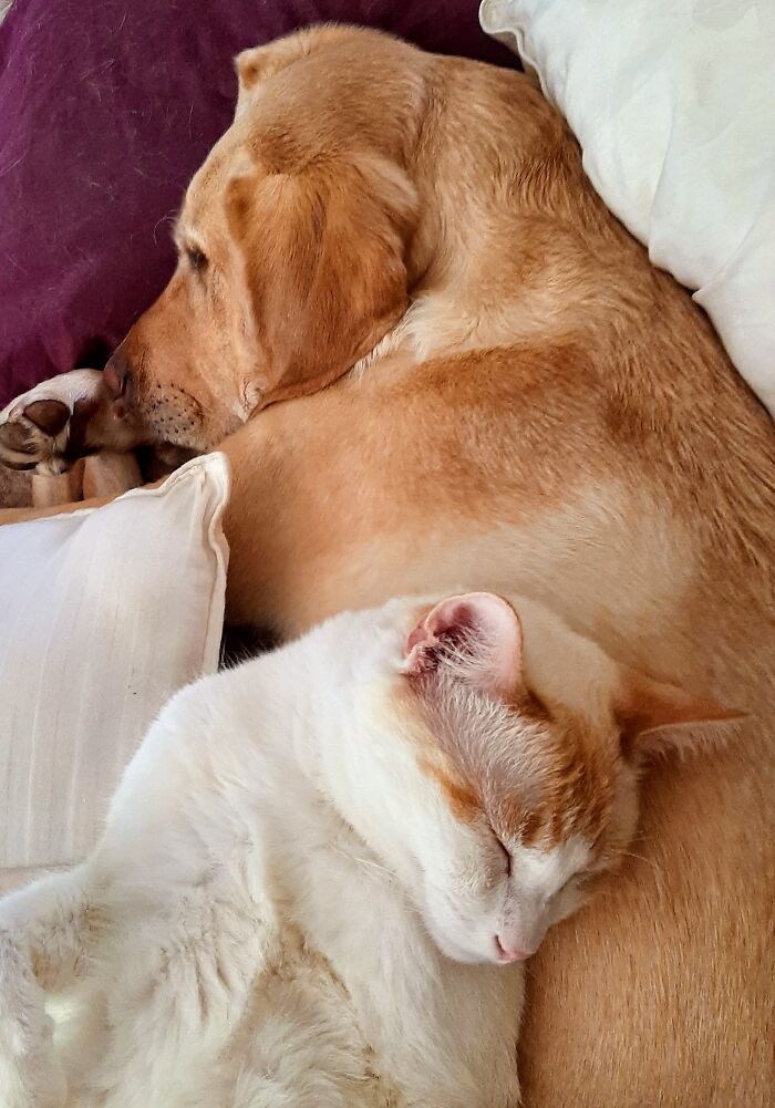 Hey Pandas, Post Pictures Proving Cats And Dogs Can Be Best Friends (Closed)