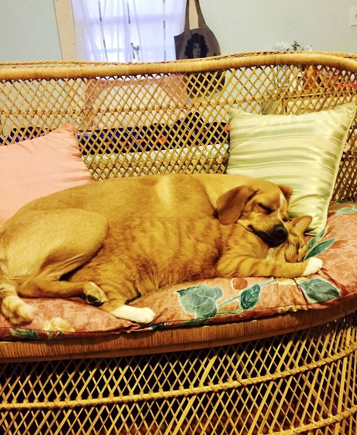 Hey Pandas, Post Pictures Proving Cats And Dogs Can Be Best Friends (Closed)
