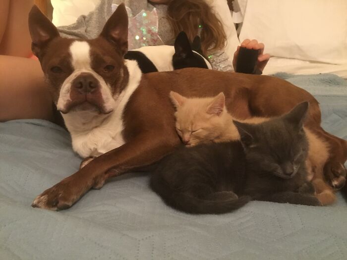 Hey Pandas, Post Pictures Proving Cats And Dogs Can Be Best Friends (Closed)