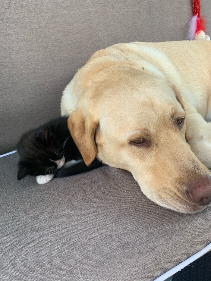 Hey Pandas, Post Pictures Proving Cats And Dogs Can Be Best Friends (Closed)