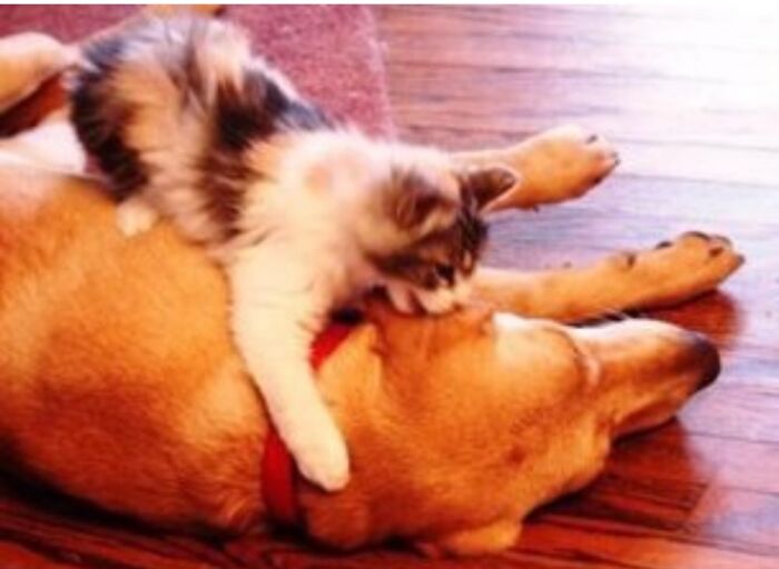 Hey Pandas, Post Pictures Proving Cats And Dogs Can Be Best Friends (Closed)