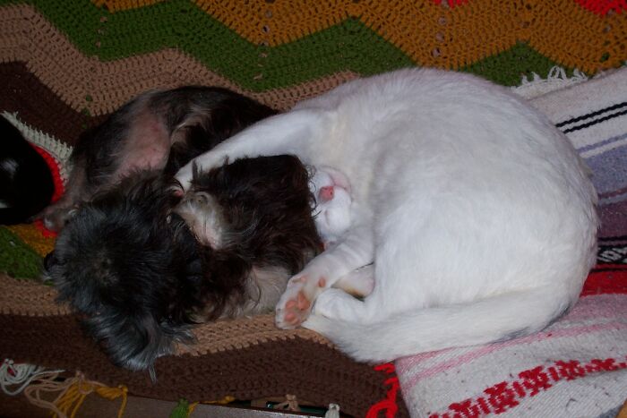Hey Pandas, Post Pictures Proving Cats And Dogs Can Be Best Friends (Closed)