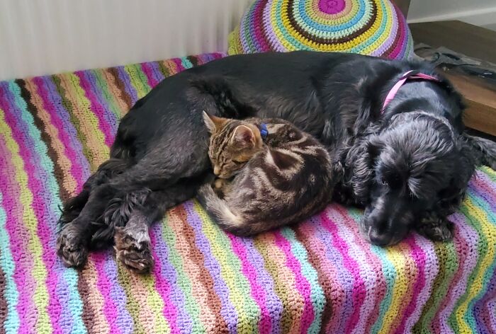Hey Pandas, Post Pictures Proving Cats And Dogs Can Be Best Friends (Closed)