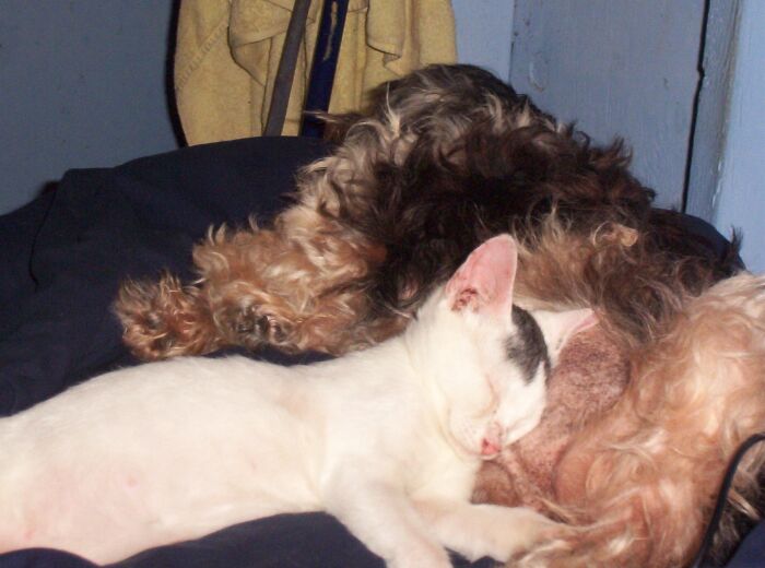 Hey Pandas, Post Pictures Proving Cats And Dogs Can Be Best Friends (Closed)