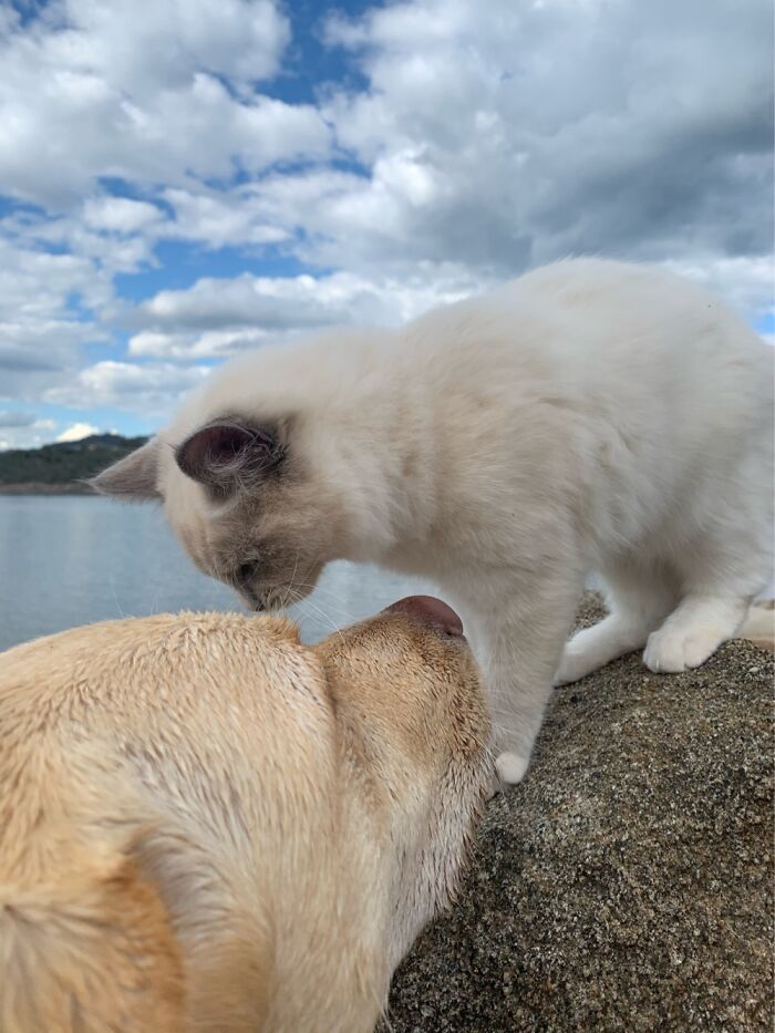 Hey Pandas, Post Pictures Proving Cats And Dogs Can Be Best Friends (Closed)