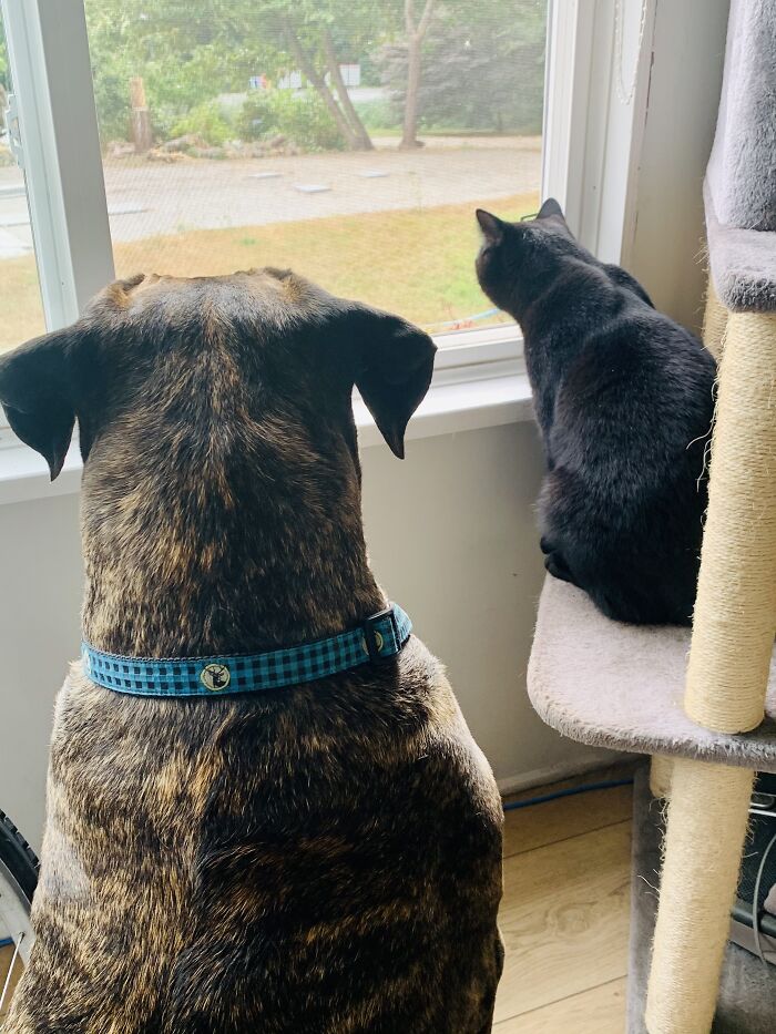 Hey Pandas, Post Pictures Proving Cats And Dogs Can Be Best Friends (Closed)