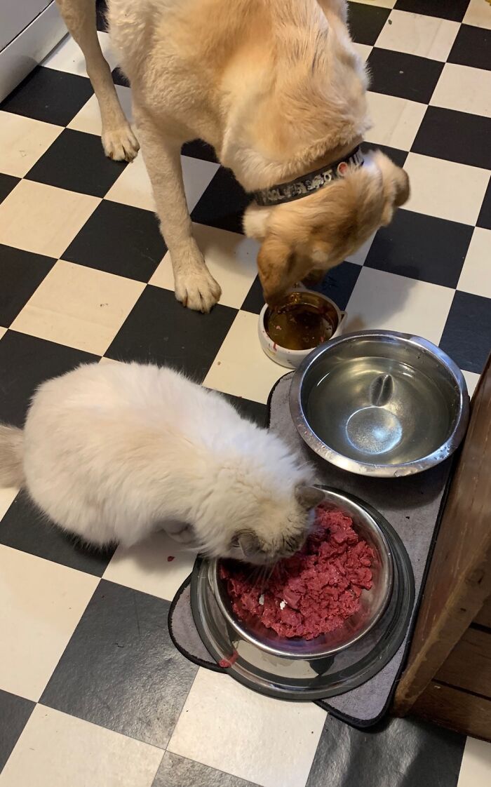 Hey Pandas, Post Pictures Proving Cats And Dogs Can Be Best Friends (Closed)
