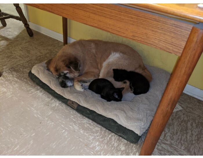 Hey Pandas, Post Pictures Proving Cats And Dogs Can Be Best Friends (Closed)