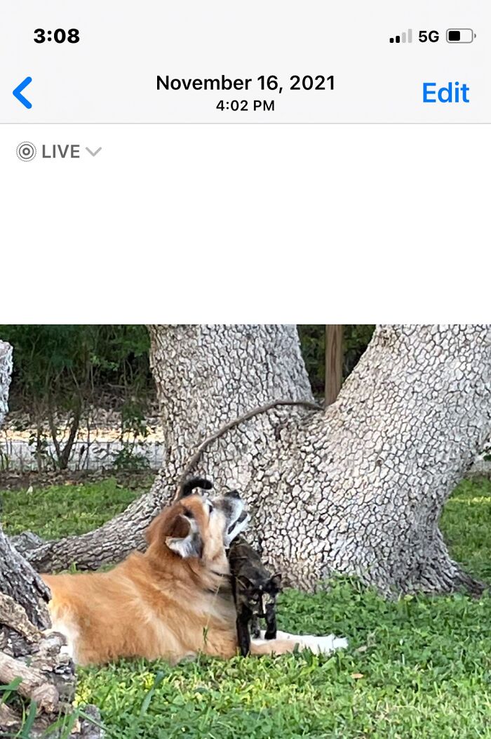 Hey Pandas, Post Pictures Proving Cats And Dogs Can Be Best Friends (Closed)