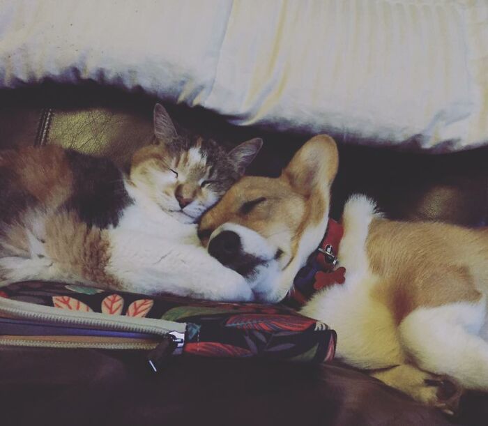 Hey Pandas, Post Pictures Proving Cats And Dogs Can Be Best Friends (Closed)