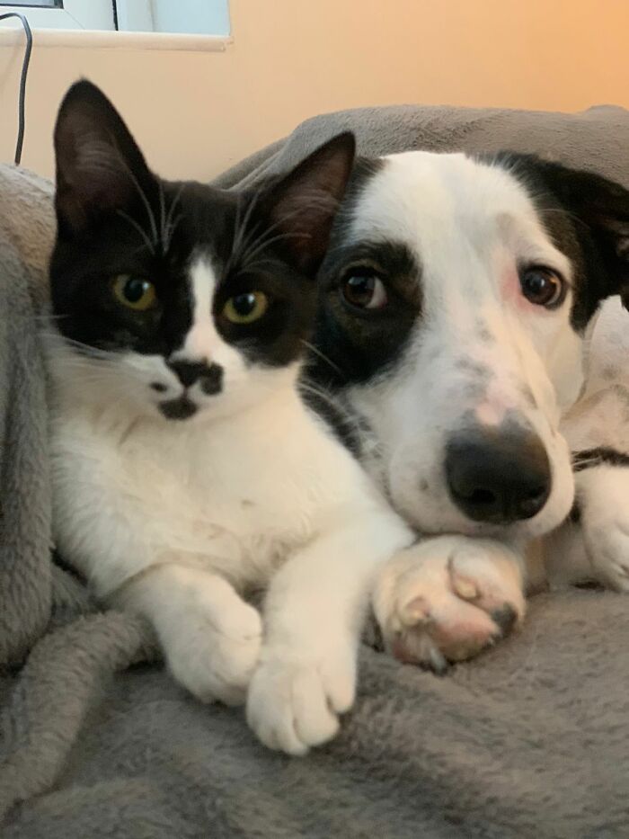 Hey Pandas, Post Pictures Proving Cats And Dogs Can Be Best Friends (Closed)