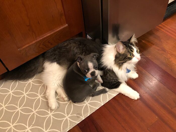 Hey Pandas, Post Pictures Proving Cats And Dogs Can Be Best Friends (Closed)