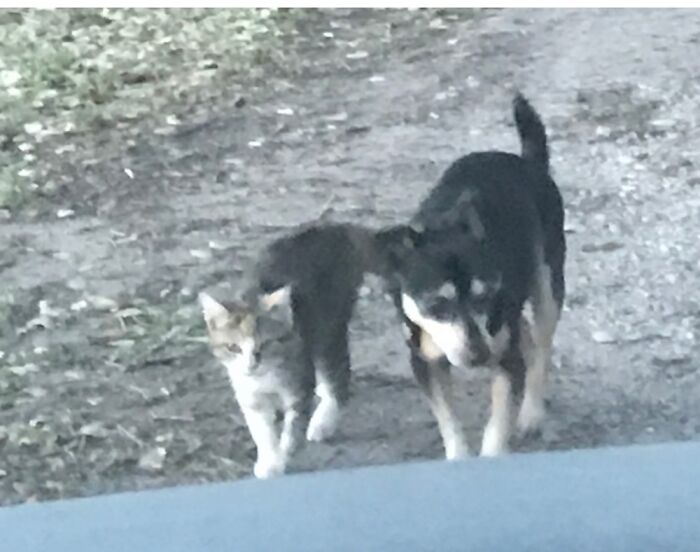 Hey Pandas, Post Pictures Proving Cats And Dogs Can Be Best Friends (Closed)