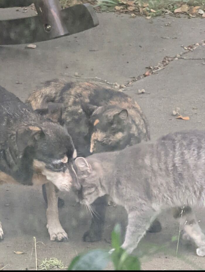 Hey Pandas, Post Pictures Proving Cats And Dogs Can Be Best Friends (Closed)