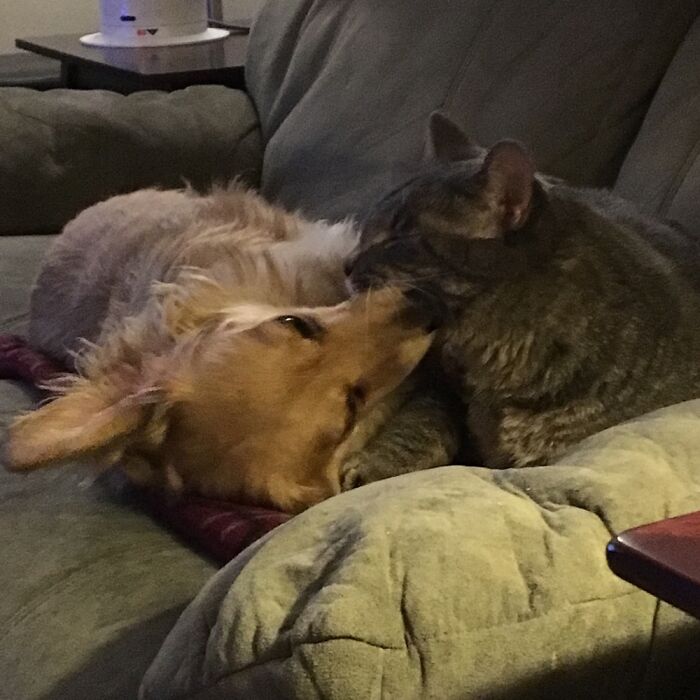 Hey Pandas, Post Pictures Proving Cats And Dogs Can Be Best Friends (Closed)
