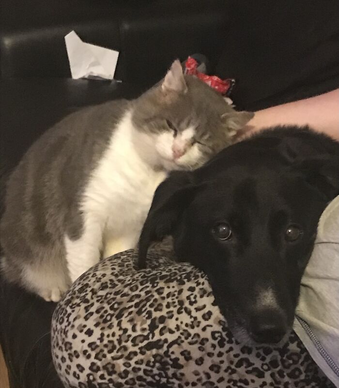 Hey Pandas, Post Pictures Proving Cats And Dogs Can Be Best Friends (Closed)