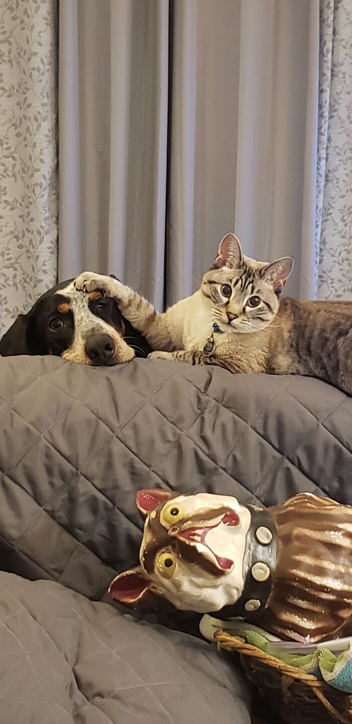Hey Pandas, Post Pictures Proving Cats And Dogs Can Be Best Friends (Closed)