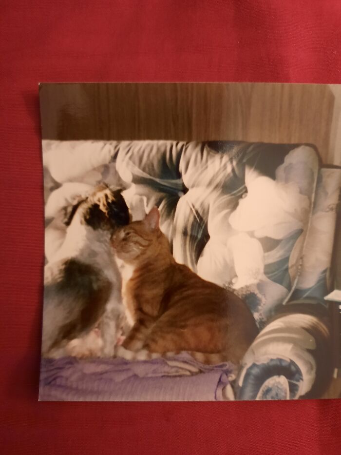 Hey Pandas, Post Pictures Proving Cats And Dogs Can Be Best Friends (Closed)