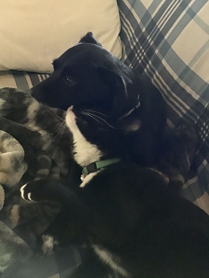 Hey Pandas, Post Pictures Proving Cats And Dogs Can Be Best Friends (Closed)