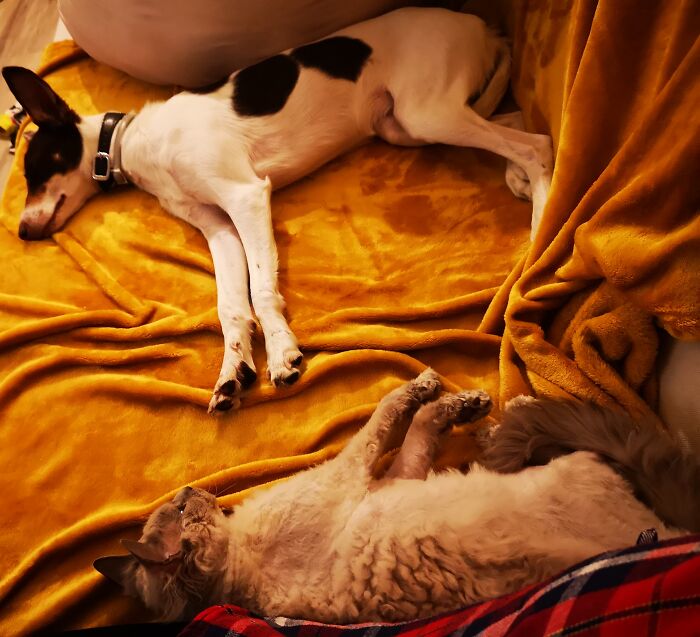 Hey Pandas, Post Pictures Proving Cats And Dogs Can Be Best Friends (Closed)
