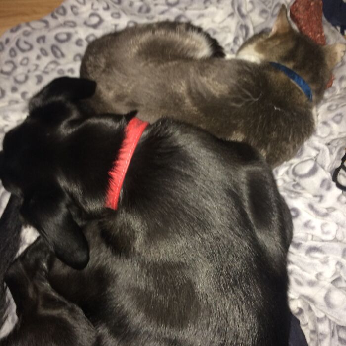 Hey Pandas, Post Pictures Proving Cats And Dogs Can Be Best Friends (Closed)