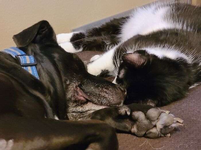 Hey Pandas, Post Pictures Proving Cats And Dogs Can Be Best Friends (Closed)