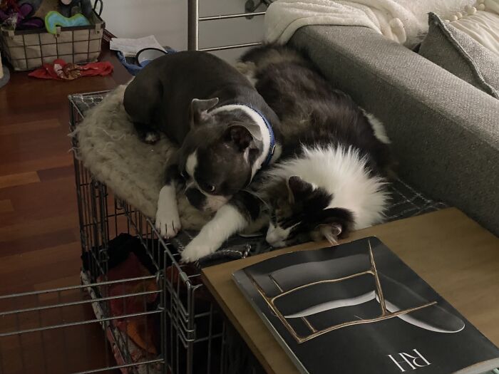 Hey Pandas, Post Pictures Proving Cats And Dogs Can Be Best Friends (Closed)