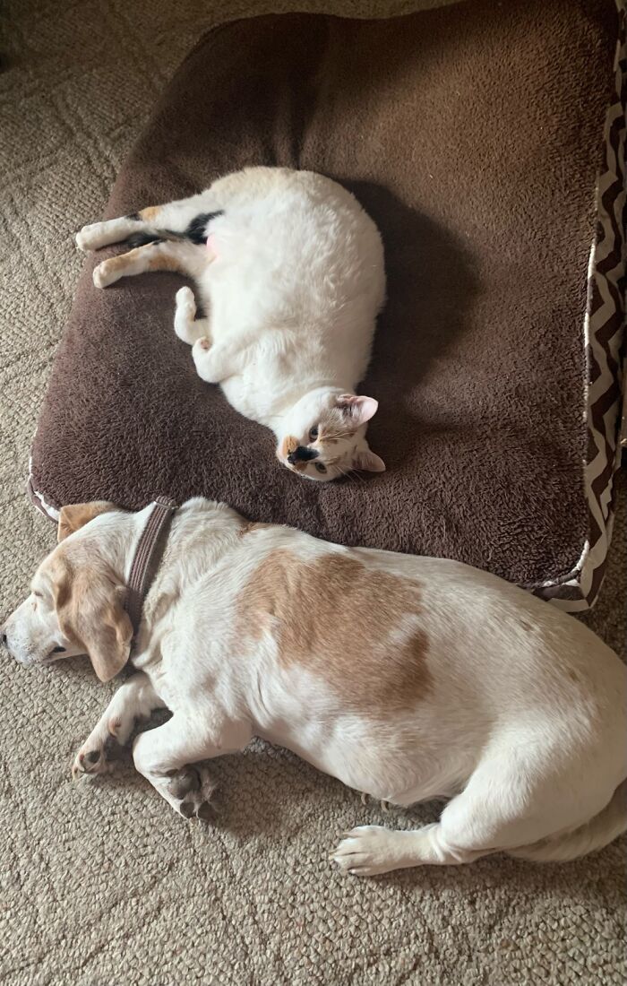 Hey Pandas, Post Pictures Proving Cats And Dogs Can Be Best Friends (Closed)