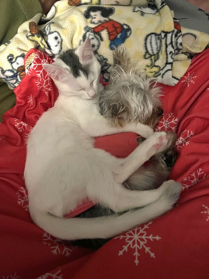 Hey Pandas, Post Pictures Proving Cats And Dogs Can Be Best Friends (Closed)
