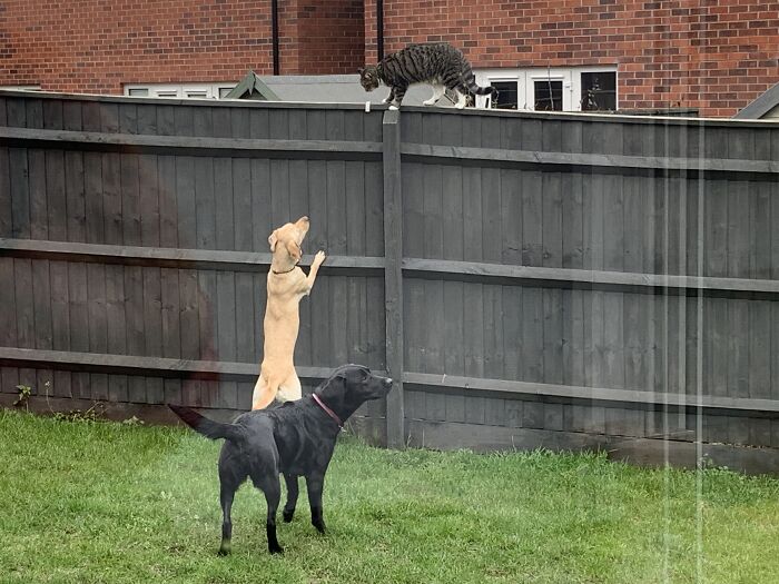 Hey Pandas, Post Pictures Proving Cats And Dogs Can Be Best Friends (Closed)